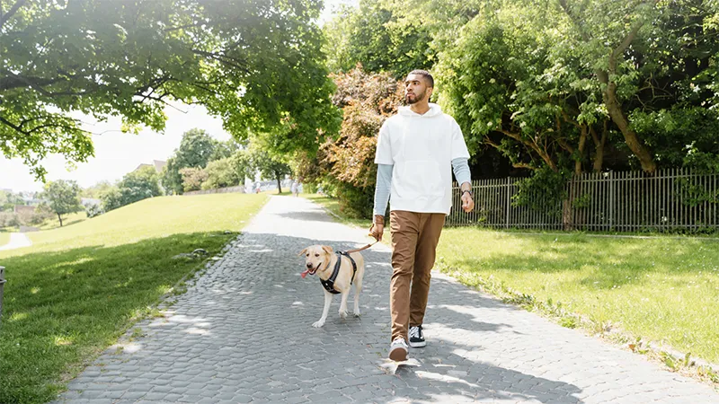 Dog Bite Lawyer Indianapolis